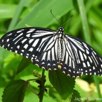 Papilio clytia Linnaeus, 1758